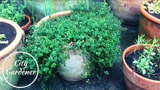 Growing Broadleaf Thyme Cuttings in Water  Great Results [upl. by Ardnat]