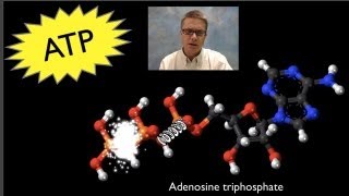 ATP Adenosine Triphosphate [upl. by Hamil793]