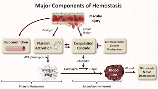 Hemostasis Lesson 1  An Introduction [upl. by Faunia]