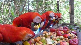 Scarlet Macaws Feeding in the PreRelease Aviary [upl. by Ahsiadal130]