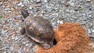 Box Turtle Lays Eggs in Her Nest [upl. by Saito]