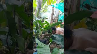 PROPAGATING MY PHILODENDRON MEXICANUM [upl. by Eliam]