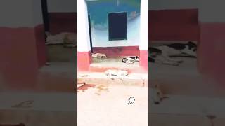 Cosma lagake dek hamlok e sorahenew funny video shortsvideo🐕😆 [upl. by Ingalls226]