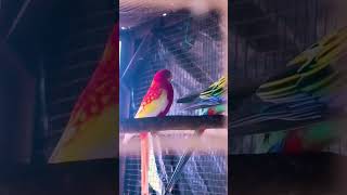 Rosella parrot vlogs my YouTube channel please🙏🙏 support like and subscribe [upl. by Pietro]