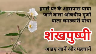 शंखपुष्पी Shankhpushpi  Convolvulus pluricaulis choisy  आयुर्वेदिक औषधि  Wild Medicinal Plant [upl. by Draillih277]