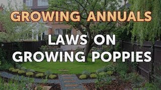 Laws on Growing Poppies [upl. by Llednek]