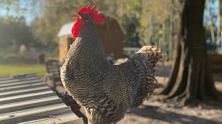 Barred rock chickens show quality [upl. by Noraj]