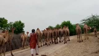 Camel walking in desert animals animals camellife camelinthedesert camel camel [upl. by Renault]