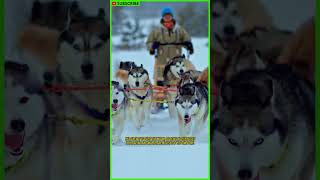 ALASKAN HUSKY SLED DOG  Iditarod  Dogsled  Mushing  Sled Dog Racing  Sled Dog Team shorts [upl. by Aciretal]