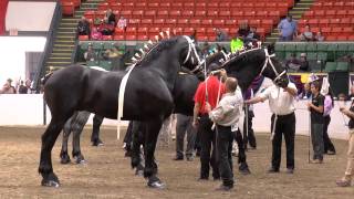 Bentley 2014 World Percheron Congress HD [upl. by Kayley]