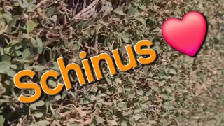 Schinus ❤️ [upl. by Sina153]