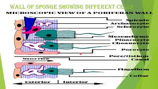 XI Zoology  Porifera  Porifera  Phylum Porifera  Porifera General characters and Classification [upl. by Llenreb]