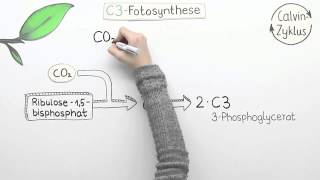 Varianten der Fotosynthese  C4 und CAM  Biologie  Pflanzen und Pilze [upl. by Sklar]