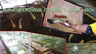 Friends Fish Farm  Keezhillam  Whole sale Fish Farm with Ornamental fishes amp edible fishes seeds [upl. by Geminian]