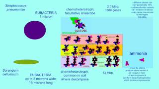 AUTOTROPHS AND HETEROTROPHS VARIATIONS IN CARBON SOURCE [upl. by Machute]