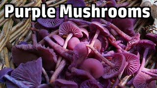 Amethyst Deceiver Mushrooms  Foraging amp Cooking [upl. by Addia722]