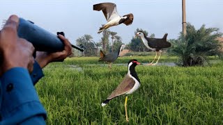 Red Wattled Lapwing Bird HuntWaterhean Hunting Bird HuntingAfaqhunter [upl. by Quincy]