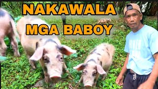 NAKAWALA SA KULUNGAN MGA BABOY  BUHAY BUKID [upl. by Laoj]