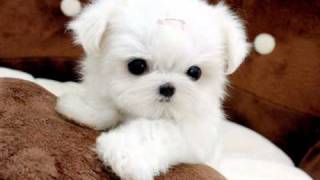 Tiny Teacup Maltese For Sale Ms Puppy Connection [upl. by Arihsa108]