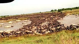 The great migration crossing mara river north serengeti [upl. by Valdes]