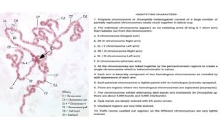 Quick guide to polytene chromosome of Drosophila sp [upl. by Kopans]