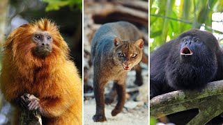 10 Animais da MATA ATLÂNTICA Brasileira Mais INCRÍVEIS Que Vão te SUPREENDER [upl. by Otreblasiul]