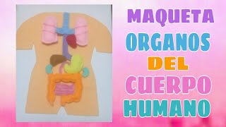 MAQUETA DEL CUERPO HUMANO  ORGANOS DEL CUERPO [upl. by Jobe]