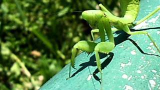 Praying Mantis on Lamma Island Hong Kong [upl. by Aiykan]