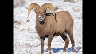 Unseen Threat How Domestic Sheep Transmit Disease to Wild Sheep Populations [upl. by Mason]