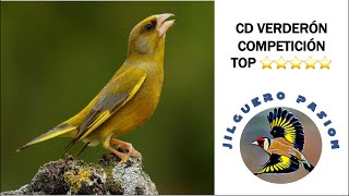 VERDERÓN CD CANTO COMPETICIÓN ⭐️⭐️⭐️⭐️⭐️ SÍGUEME EN MUNDO JILGUERO 🚩☺ [upl. by Angelita]