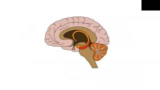 Neuropsicología A3 Eje Hipotalámico Pituitario Adrenal [upl. by Kala359]