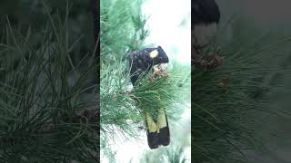 Yellow Breasted Black Cockatoo Feeding [upl. by Carl]