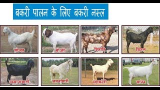 बकरी पालन के लिए बकरी नस्ल Goat Breed for Goat Farming  Hindi By Sachin Rindhe [upl. by Aitnyc508]