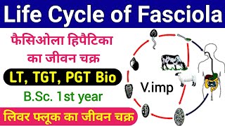 fasciola hepatica life cycle  life cycle of fasciola hepatica  liver fluke life cycle  biology [upl. by Dnalerb]