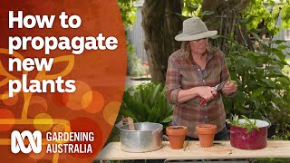 How to propagate new plants for the next growing season  Gardening 101  Gardening Australia [upl. by Leummas]