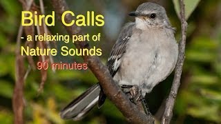 Bird Calls of Nature Sounds [upl. by Eeznyl]