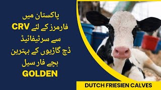 CRV Certified Dutch Friesien Calves for sale [upl. by Enner]