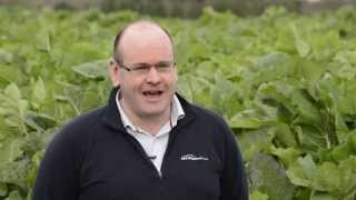 Forage Brassica Breeding at Plant amp Food Research [upl. by Hibben]