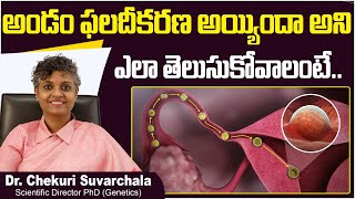 అండం ఫలదీకరణ  How Do You Know If An Egg is Fertilized  Dr Chekuri Suvarchala  Ziva Fertility [upl. by Aikrahs329]