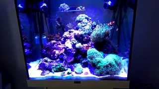 Juwel Lido nano reef tank new coral frags no skimmer [upl. by Zimmerman2]