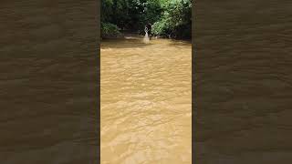 Fisherman village river fish Aceh netsfishing catchingfish fishing [upl. by Alten9]