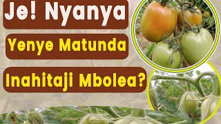 JE NYANYA ILIYO HATUA YA MAUA NA MATUNDA INAHITAJI MBOLEA GANI [upl. by Ahtibat]