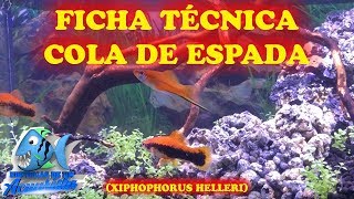 FICHA TÉCNICA PEZ COLA DE ESPADA Xiphophorus helleri [upl. by Quintin]