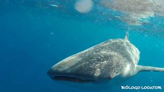 Whale shark at Roca Partida Revillagigedo [upl. by Sucerdor]