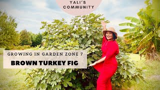 How to grow a cold hardy brown turkey fig tree in garden zone 7 Lots of garden tricks and tips [upl. by Alinna173]