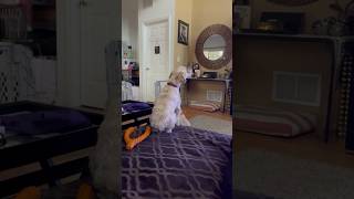 Maltipoo Jaxin howling when mommy goes to give out candy to the first trick or treater dog cute [upl. by Hortensa]