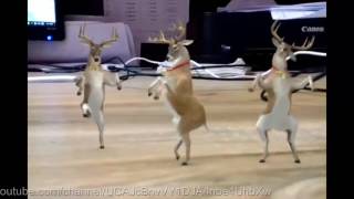 Funny Baby Deer Dancing Dance Paglu Dance Ha Ha Ha [upl. by Tammany]