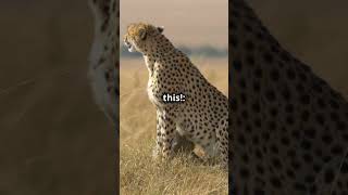 Cheetahs The Oldest Cat In The World 🤯 animals love nature [upl. by Malinowski660]