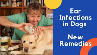 Dog Ear Infection Treated With Natural Remedies [upl. by Friedlander]