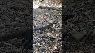 Komodo dragon mother hunting baby Komodo dragon😨 [upl. by Runkle]